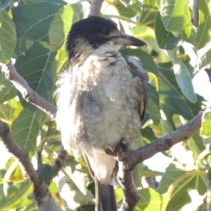 Cracticus torquatus at Conder, ACT - 26 Mar 2015