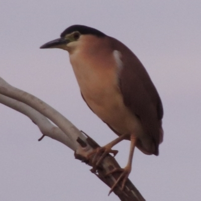 Nycticorax caledonicus (Nankeen Night-Heron) at Stranger Pond - 26 May 2015 by michaelb