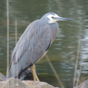 Egretta novaehollandiae at Bonython, ACT - 28 May 2015