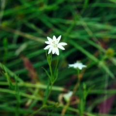 Stellaria angustifolia (Swamp Starwort) at Tuggeranong DC, ACT - 13 Jan 2001 by michaelb