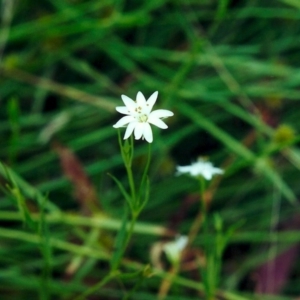 Stellaria angustifolia at Tuggeranong DC, ACT - 14 Jan 2001 12:00 AM