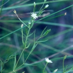 Stellaria angustifolia at Tuggeranong DC, ACT - 14 Jan 2001