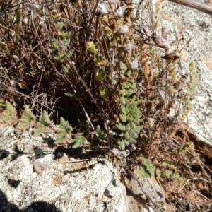 Cheilanthes distans at Dunlop, ACT - 12 Jun 2015 10:51 AM