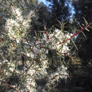 Hakea decurrens subsp. decurrens at Campbell, ACT - 13 Oct 2018