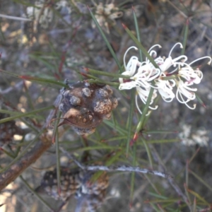 Hakea decurrens subsp. decurrens at Campbell, ACT - 13 Oct 2018 04:08 PM