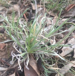 Leucochrysum albicans subsp. albicans at Majura, ACT - 13 Jun 2015 04:26 PM