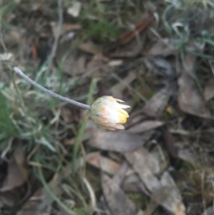 Leucochrysum albicans subsp. albicans at Majura, ACT - 13 Jun 2015