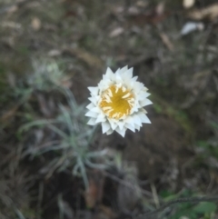 Leucochrysum albicans subsp. tricolor (Hoary Sunray) at Majura, ACT - 13 Jun 2015 by AaronClausen