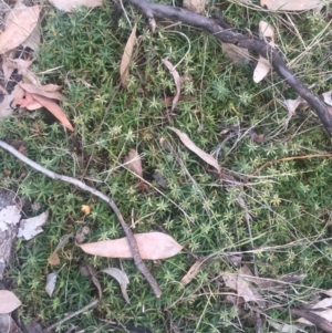 Styphelia humifusum at Majura, ACT - 13 Jun 2015 04:29 PM