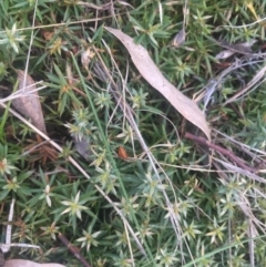 Styphelia humifusum at Majura, ACT - 13 Jun 2015 04:29 PM