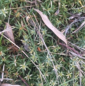 Styphelia humifusum at Majura, ACT - 13 Jun 2015 04:29 PM