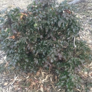 Berberis aquifolium at Majura, ACT - 13 Jun 2015 04:35 PM