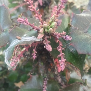 Berberis aquifolium at Majura, ACT - 13 Jun 2015 04:35 PM