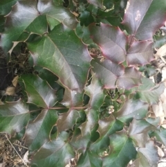 Berberis aquifolium at Majura, ACT - 13 Jun 2015