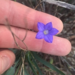 Wahlenbergia sp. (Bluebell) at Majura, ACT - 13 Jun 2015 by AaronClausen