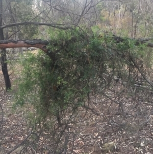 Clematis leptophylla at Majura, ACT - 13 Jun 2015 04:54 PM