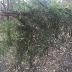 Clematis leptophylla at Majura, ACT - 13 Jun 2015 04:54 PM