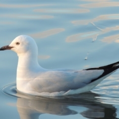 Chroicocephalus novaehollandiae (Silver Gull) at Greenway, ACT - 22 Aug 2014 by MichaelBedingfield