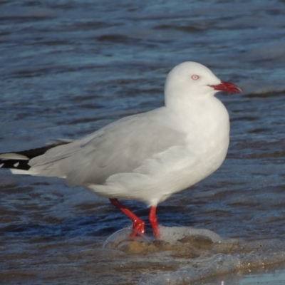 Chroicocephalus novaehollandiae (Silver Gull) at Batemans Marine Park - 3 Jun 2014 by michaelb