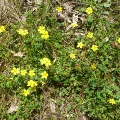Oxalis perennans (Grassland Wood Sorrel) at Hall, ACT - 10 Mar 2012 by JanetRussell