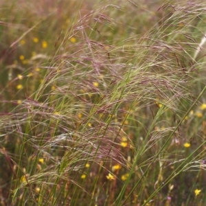 Austrostipa bigeniculata at Conder, ACT - 26 Nov 1999