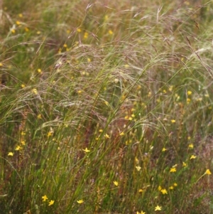 Austrostipa bigeniculata at Conder, ACT - 26 Nov 1999