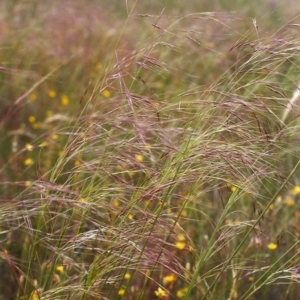 Austrostipa bigeniculata at Conder, ACT - 26 Nov 1999