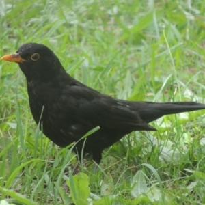 Turdus merula at Conder, ACT - 14 Jan 2015 03:31 PM