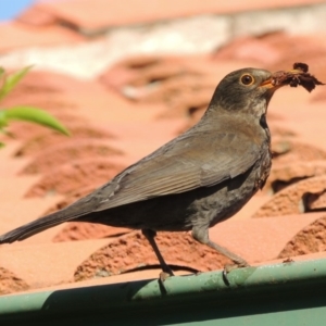 Turdus merula at Conder, ACT - 26 Sep 2014