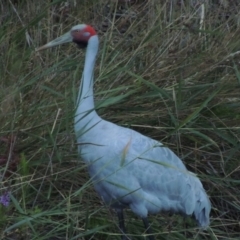 Grus rubicunda (Brolga) at Paddys River, ACT - 25 Jan 2015 by michaelb