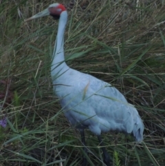 Grus rubicunda at Paddys River, ACT - 25 Jan 2015