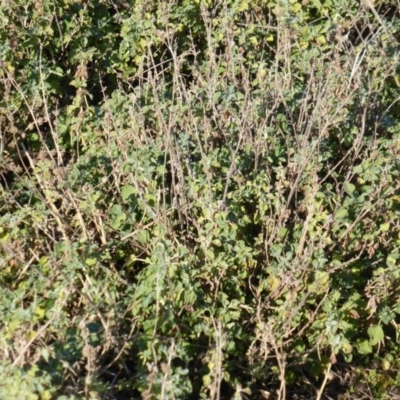 Marrubium vulgare (Horehound) at Isaacs, ACT - 14 Jun 2015 by Mike