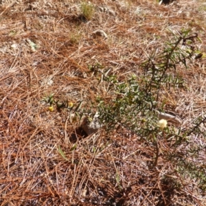 Acacia ulicifolia at Isaacs, ACT - 12 Jun 2015 12:29 PM