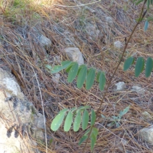 Indigofera australis subsp. australis at Jerrabomberra, ACT - 12 Jun 2015