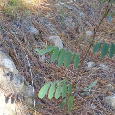 Indigofera australis subsp. australis (Australian Indigo) at Jerrabomberra, ACT - 12 Jun 2015 by Mike