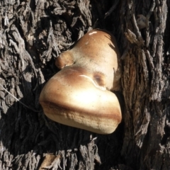 Laetiporus portentosus (White Punk) at Isaacs, ACT - 10 Jun 2015 by Mike