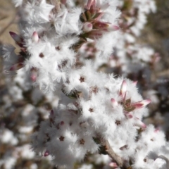 Leucopogon attenuatus (Small-leaved Beard Heath) at Farrer Ridge - 10 Jun 2015 by Mike