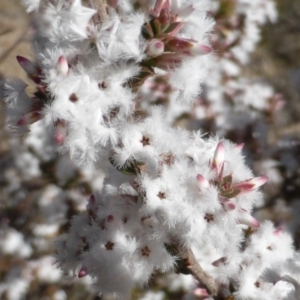 Leucopogon attenuatus at Farrer, ACT - 10 Jun 2015