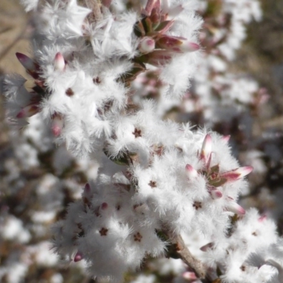 Leucopogon attenuatus (Small-leaved Beard Heath) at Farrer Ridge - 10 Jun 2015 by Mike