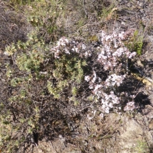 Leucopogon attenuatus at Farrer, ACT - 10 Jun 2015