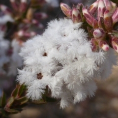 Leucopogon attenuatus (Small-leaved Beard Heath) at Farrer Ridge - 10 Jun 2015 by Mike