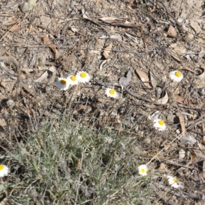 Leucochrysum albicans subsp. tricolor (Hoary Sunray) at Farrer, ACT - 10 Jun 2015 by Mike