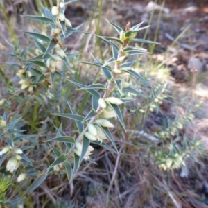 Melichrus urceolatus at Jerrabomberra, ACT - 24 Jul 2013