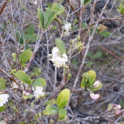 Lonicera fragrantissima (Winter Honeysuckle) at Isaacs, ACT - 27 Jul 2013 by Mike