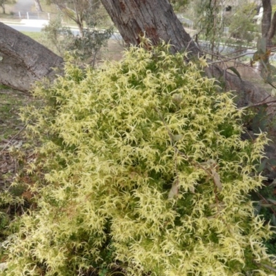 Clematis leptophylla (Small-leaf Clematis, Old Man's Beard) at O'Malley, ACT - 6 Sep 2013 by Mike