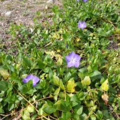 Vinca major (Blue Periwinkle) at O'Malley, ACT - 6 Sep 2013 by Mike