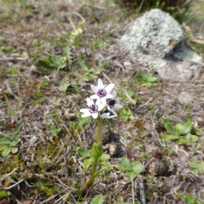 Wurmbea dioica subsp. dioica (Early Nancy) at Isaacs Ridge - 6 Sep 2013 by Mike