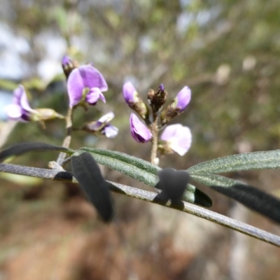 Glycine clandestina (Twining Glycine) at Isaacs, ACT - 6 Sep 2013 by Mike