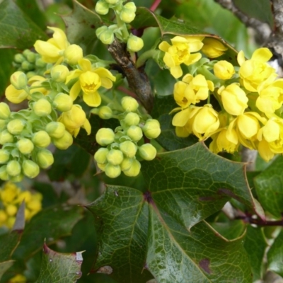 Berberis aquifolium (Oregon Grape) at Isaacs, ACT - 9 Sep 2013 by Mike