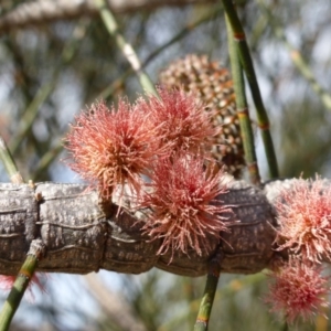 Allocasuarina verticillata at Isaacs, ACT - 9 Sep 2013